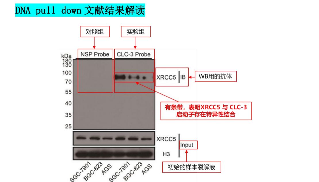 SCI文献Co-IP实验结果怎么看？从Input到IgG，一文读懂免疫共沉淀结果图