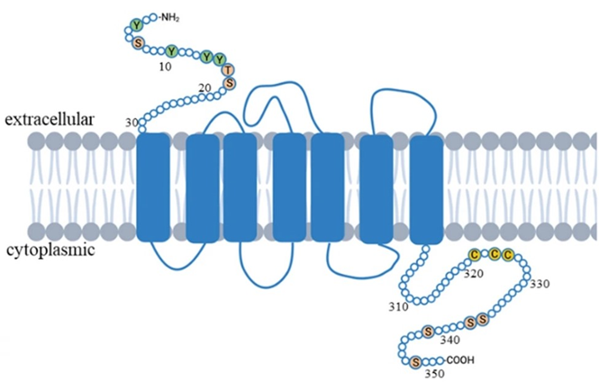CCR5：从艾滋病毒的必经之路，到免疫疾病的新兴靶标