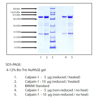钙蛋白酶-1,人类红细胞，≥95%(SDS-PAGE)，阿拉丁