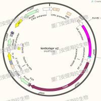 基因敲除细胞株构建