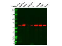 Recombinant AMPK alpha 1 Antibody,ExactAb™, Validated, 重组, 1.2 mg/mL,阿拉丁