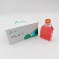 MH7A人类风湿性成纤维样滑膜细胞