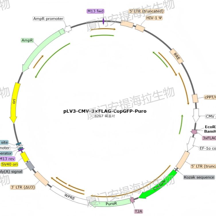 表达稳转细胞株构建
