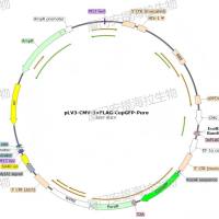 表达稳转细胞株构建