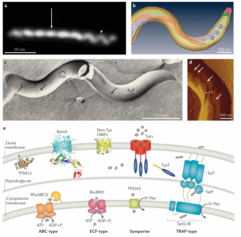 日本梅毒（Syphilis）病例激增