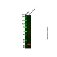 Recombinant MGST1 Antibody,ExactAb™, Validated, 重组, 0.6 mg/mL,阿拉丁