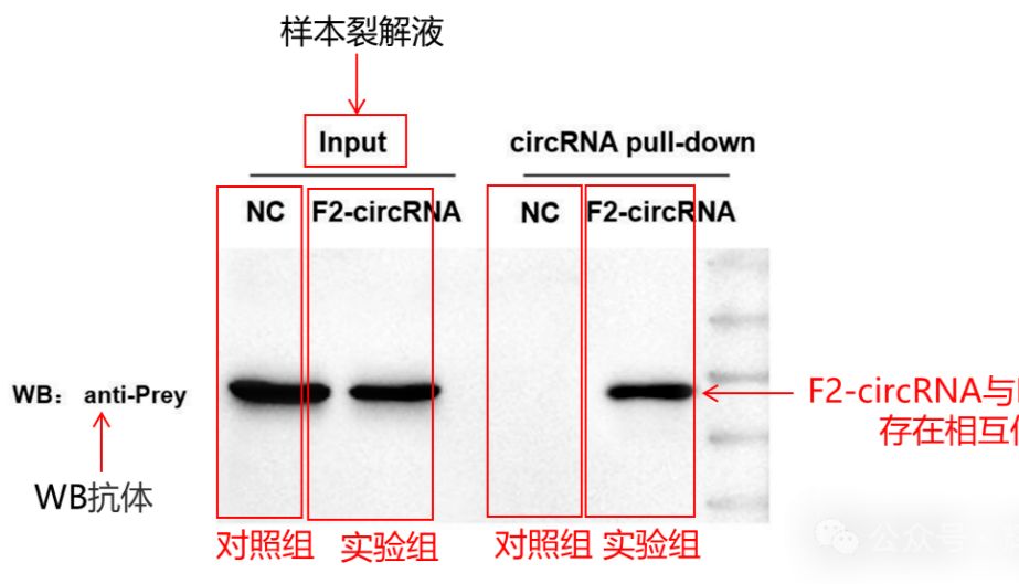 【实用】circRNA pull-down实验全流程实操指南：原理+步骤+结果解读