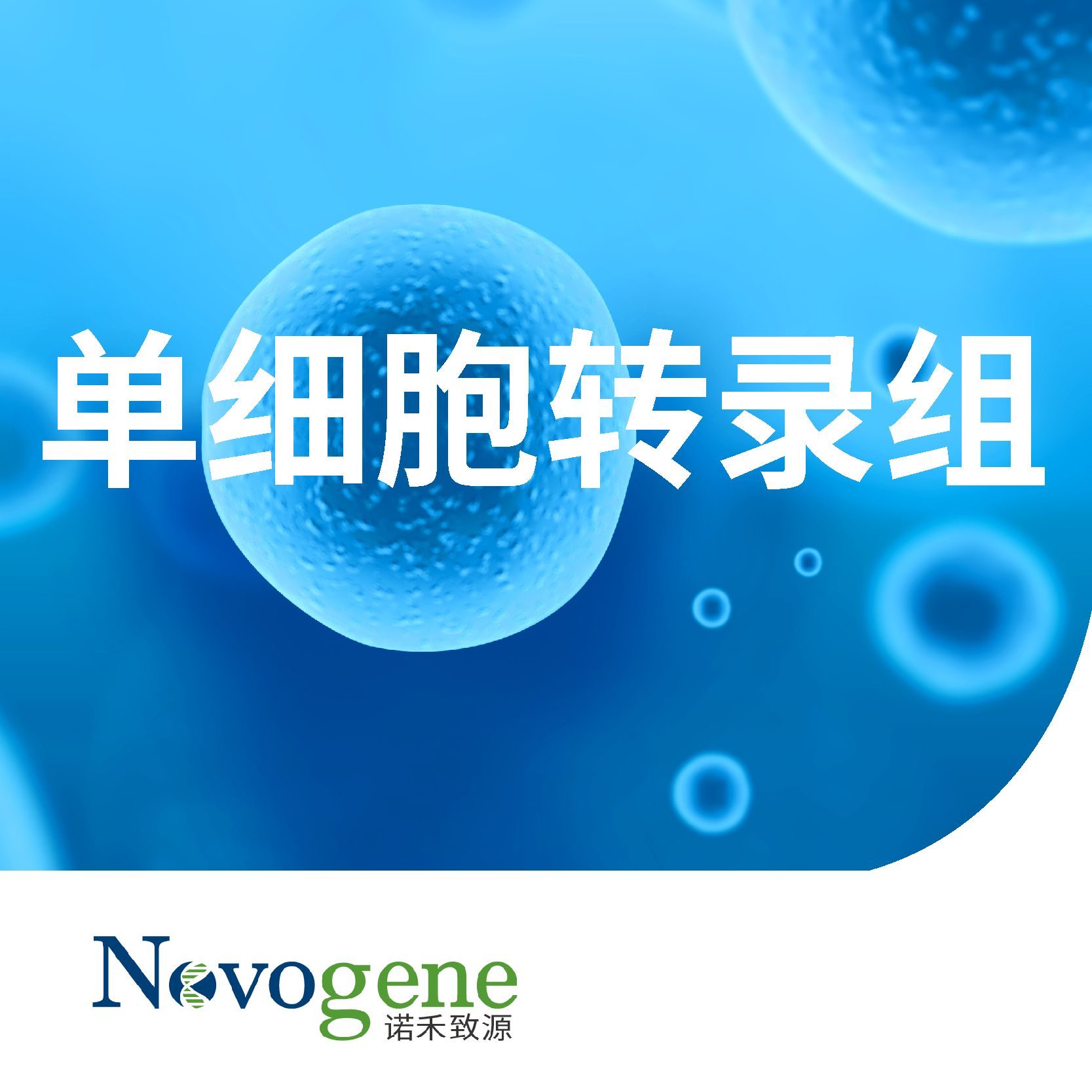 10X 单细胞转录组测序