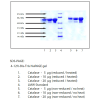 过氧化氢酶,人类红细胞,≥95%(SDS-PAGE), Extinction Coefficient: 1.39,阿拉丁