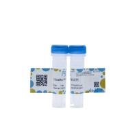 UltraBio™293F转染试剂；阿拉丁
