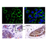 肝素特异性蛋白探针,1 mg/ml,阿拉丁