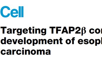 Cell | 靶向TFAP2β相分离抑制食管鳞癌发展