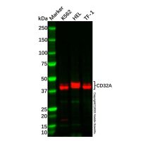 Recombinant CD32A Antibody，ExactAb™, Validated, 重组, Lot by Lot，阿拉丁