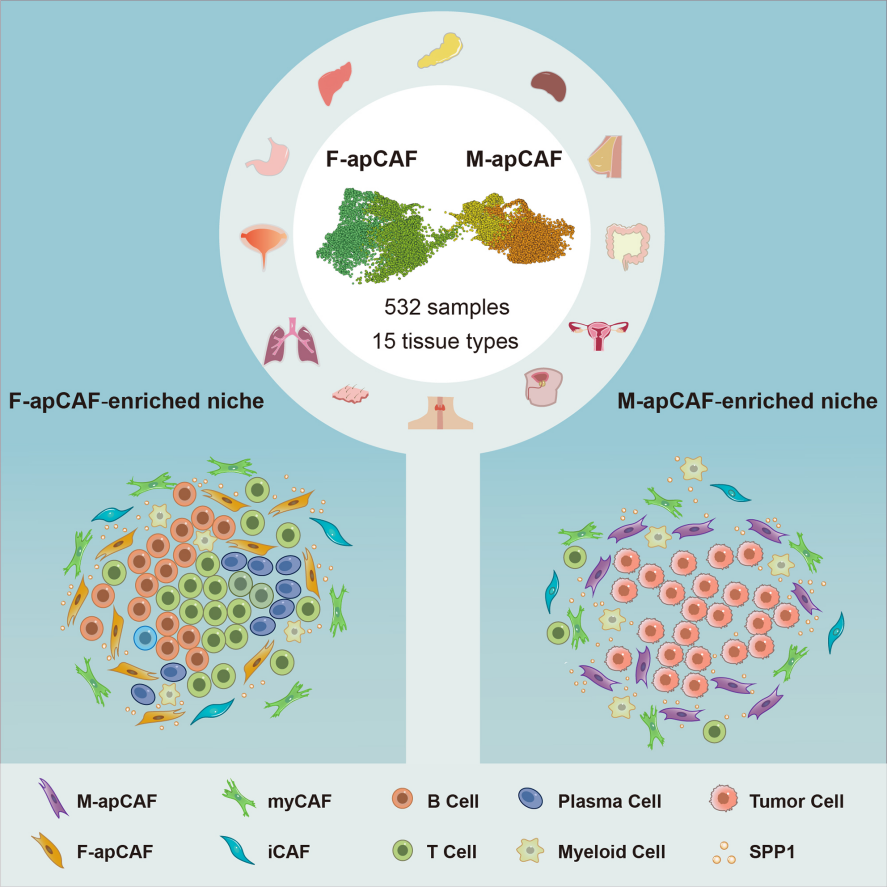 Cancer Cell丨空间组学立功！首次揭秘肿瘤微环境中两种apCAF：促转移和免疫调控 - 企业动态 - 丁香通