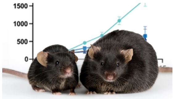 基于间接量热法的能量代谢系统揭示肥胖小鼠模型脂肪氧化主导的代谢特征