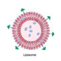 转铁蛋白修饰⁹⁹ᵐTc/DiR 双模态脂质体递送拓扑替康用于脑肿瘤诊疗一体化 