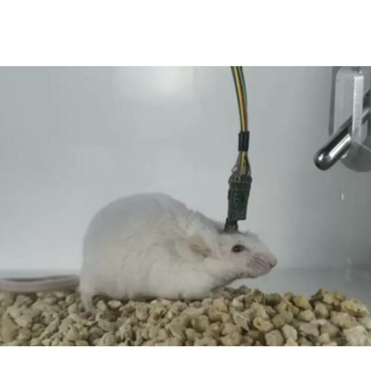 小动物脑电信号放大器,脑电前置放大器