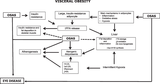 能量代谢监测系统在脂肪肝小鼠模型方面的应用
