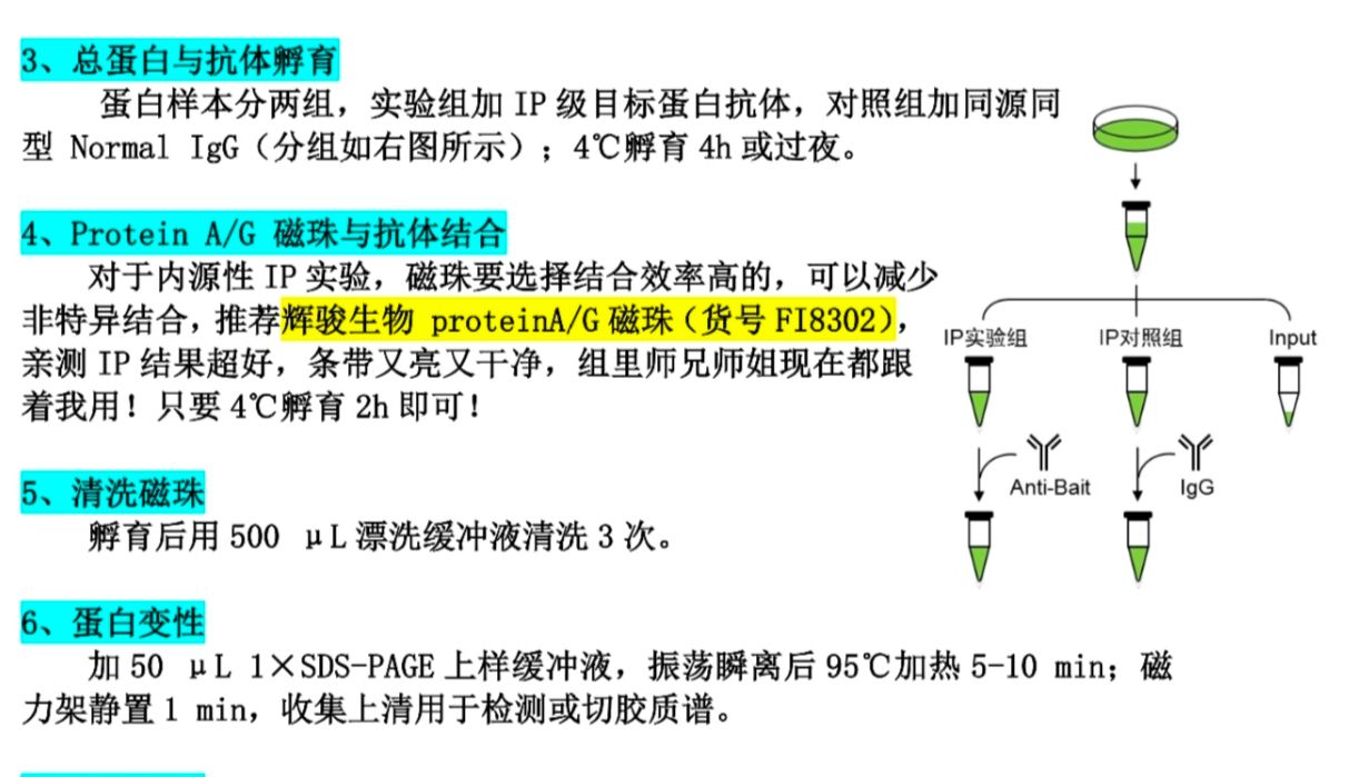 内源和外源CoIP怎么选择❓两者有何区别❓结果解读➕详细实验步骤❗