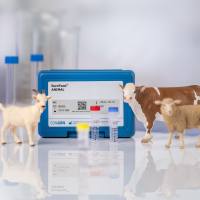 SureFast® Meat 4plex Beef/Sheep/Goat (肉种牛肉/绵羊肉/山羊肉四重检测试剂盒)