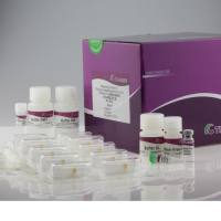 天根 RNAprep Pure 多糖多酚植物总RNA 提取试剂盒(DP441)