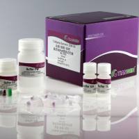 天根 血液/细胞/组织基因组DNA提取试剂盒(DP304)