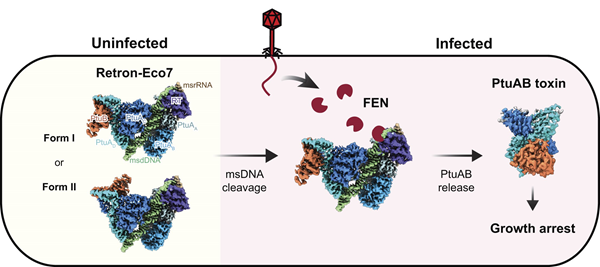 BMG LABTECH多功能酶标仪文献分享,华中农大研究团队发表在Nucleic Acids Research 上 “Phage nuclease-mediated defense activation of the bacterial Retron-Eco7 toxin–antitoxin system” 报告