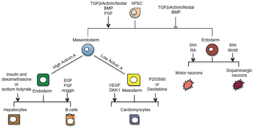 活力满满活性蛋白1 | 从hPSC到神经元：新手也能读懂的细胞因子分化逻辑
