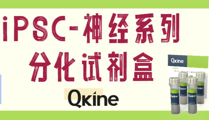 助力神经科学：Qkine细胞因子iPSC神经系列分化试剂盒