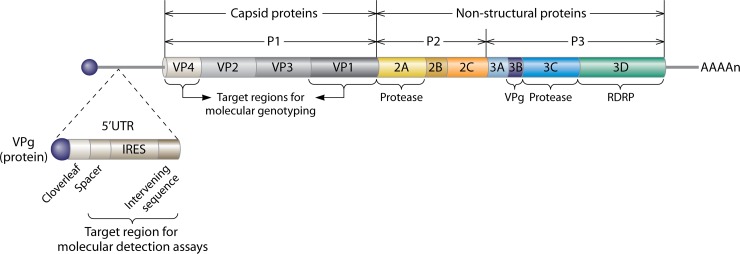 中疾控提醒警惕鼻病毒