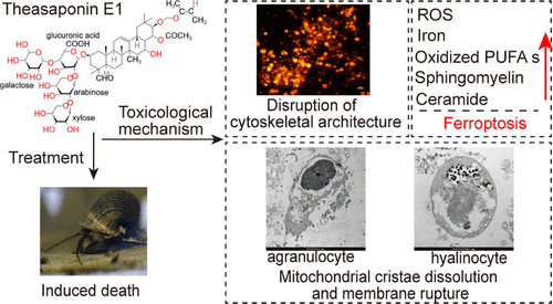 ApogeeFlow纳米流式仪文章分享,农林生物安全全国重点实验室研究团队。发表名为 “Theasaponin E1 Induce Ferroptotic Cell Death in Pomacea canaliculata through Coordinated Disruption of Cholesterol Homeostasis and Sphingolipid Metabolism”