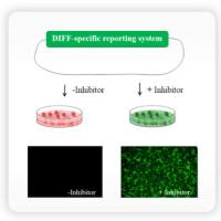 DIFF蛋白酶抑制剂筛选解决方案技术服务平台