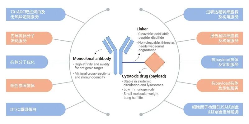 ADC药物研发解决方案