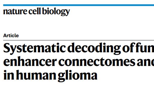 Nat Cell Biol | 胶质瘤风险SNP如何通过增强子网络促癌