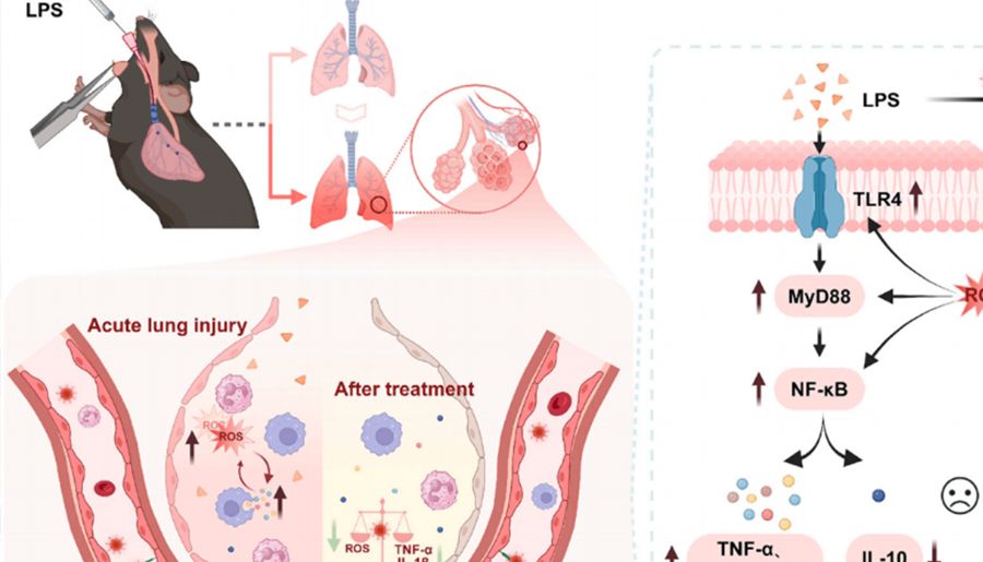 多篇SCI齐发！玉研肺部雾化给药器，为何成为科研团队的“共同选择”？