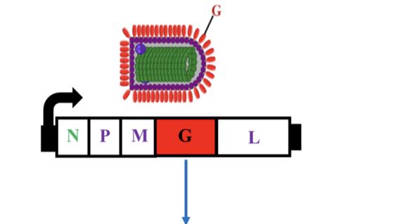 「DIFF CRO」狂犬假病毒“质控+检测”一体化 解决方案