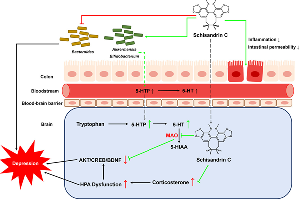 WMicrotracker小动物活动力分析系统文章分享，韩国科技大学发表在Phytomedicine “Schisandrin C alleviates depressive-like behaviors by modulating the AKT/CREB/BDNF pathway, the serotonin pathway of tryptophan metabolism, and the