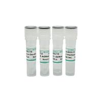 All-in-One RT MasterMix (with dsDNase)