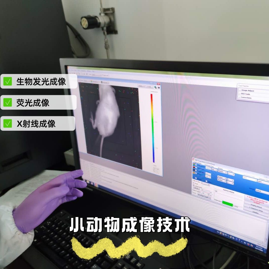 小动物活体成像实验服务