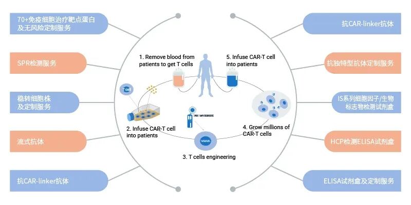 ADC药物研发解决方案