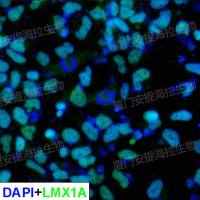 hPSC诱导中脑多巴胺神经元祖细胞