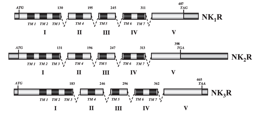 从疼痛到情绪：解码关键药物靶点NK1、NK2、NK3受体