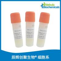 NebuTools™ Human TNFRSF12A / TWEAKR / CD266 CHO Cell Line