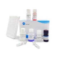 Rat IgG QuickTest ELISA Kit|大鼠免疫球蛋白G(IgG)快速检测ELISA试剂盒