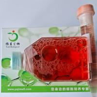 人白血病多烯紫杉醇耐药株K562/Docetaxel