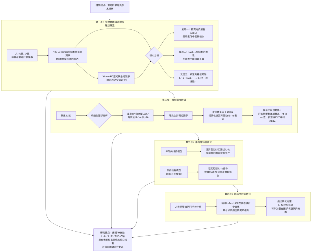 Gut|单细胞空间组学技术精准揭示衰老肝脏易损伤的核心机制并找到潜在药物靶点