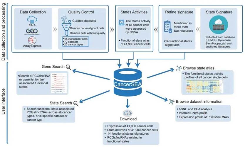 生物数据工具箱：从入门到精通的数据库攻略（八）| CancerSEA数据库介绍