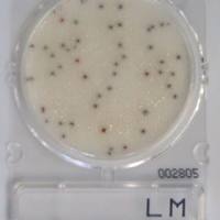 Compact Dry LM (Compact Dry LM单增李斯特菌检测板) 