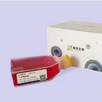 大鼠脑I型星形胶质细胞 CTX-TNA2