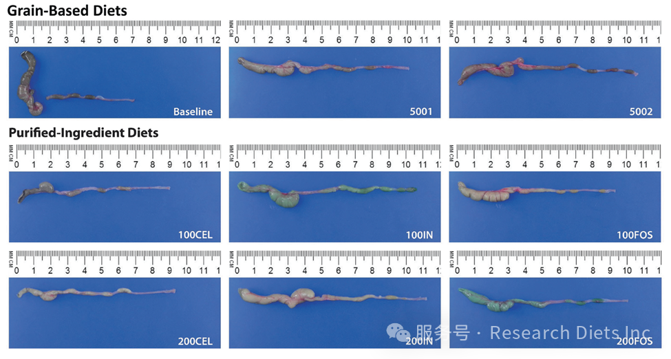 从肠道到代谢 —  纯化饲料中膳食纤维的重要性